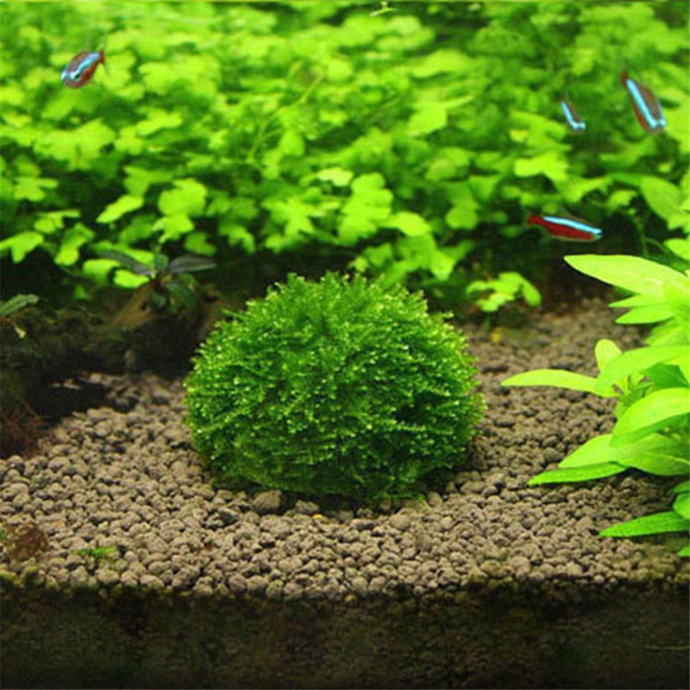 Aquarium Fish Ball - New Plastic Suspension Moss Dome Semicircle