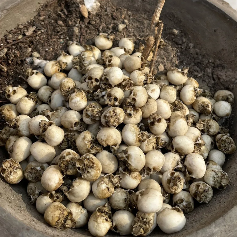 Mini Skull High Quality Miniat - Aquarium Fish Items review and price