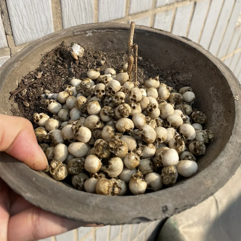 Mini Skull High Quality Miniat - Aquarium Fish Items review and price