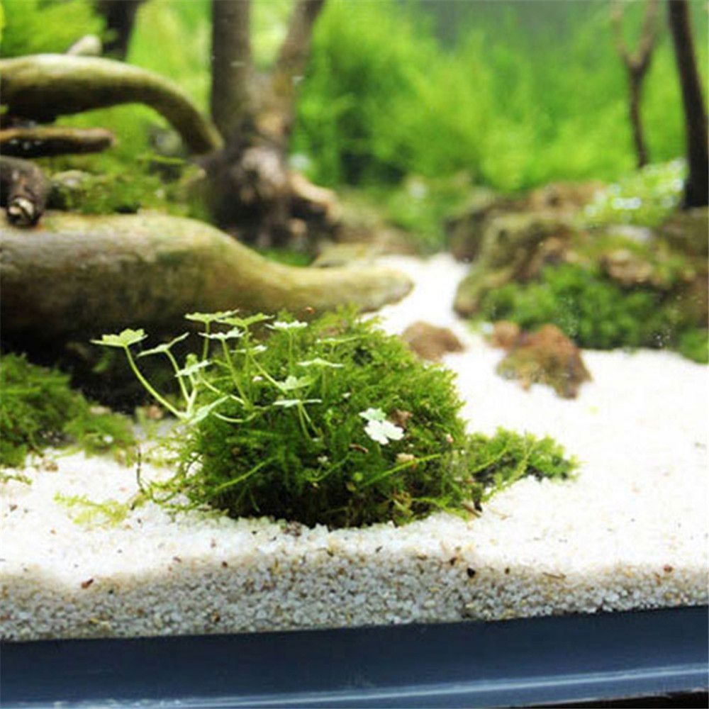 New Plastic Suspension Moss Do - Aquarium Fish Ball review and price